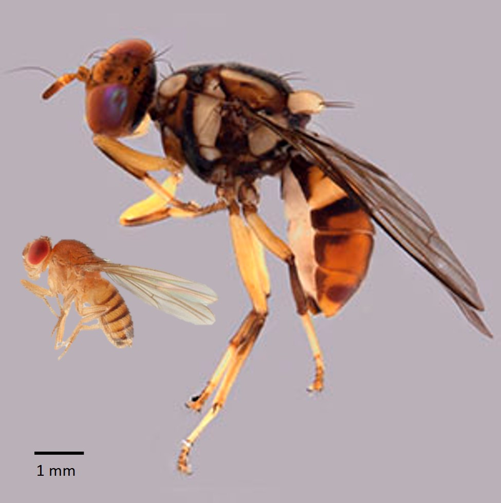 Taxo4254 - Bactrocera Dorsalis